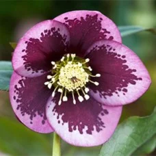 Lumeroos SINGLE PINK DARK BLOTCHED